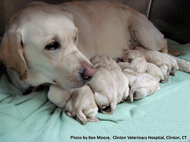 Spring's March 2 litter